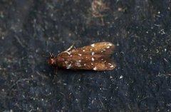 Argolamprotes micella