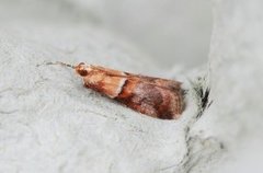 Hvithodesmalmott (Acrobasis repandana)