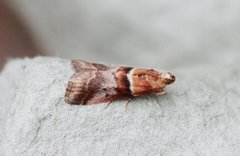 Hvithodesmalmott (Acrobasis repandana)