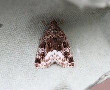 Marbled White Spot (Deltote pygarga)