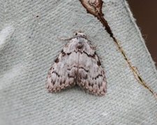 Eikeduskfly (Meganola strigula)