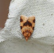 Brown-barred Tortrix (Epagoge grotiana)
