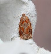 Variegated Golden Tortrix (Archips xylosteana)