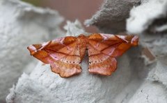 Fagermåler (Apeira syringaria)