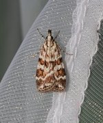 Prydmosemott (Scoparia pyralella)