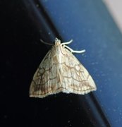 Chequered Straw (Evergestis pallidata)