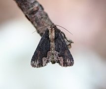 Bird's Wing (Dypterygia scabriuscula)