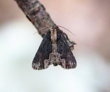 Syrefly (Dypterygia scabriuscula)