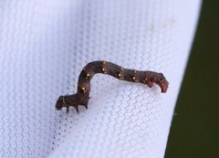 Brindled Beauty (Lycia hirtaria)