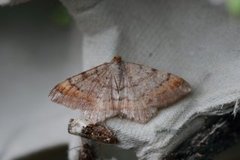 Tawny-barred Angle (Macaria liturata)