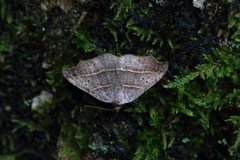 Sigdfly (Laspeyria flexula)