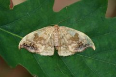 Scarce Hook-tip (Sabra harpagula)