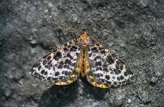 Spotted Beauty (Arichanna melanaria)