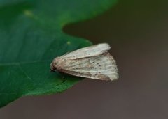 Small Dotted Buff (Photedes minima)