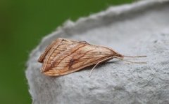 Garden Pebble (Evergestis forficalis)