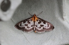 Small Magpie (Anania hortulata)