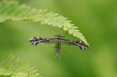 Gråbrun svevefjærmøll (Oxyptilus tristis)