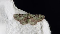 Green Pug (Pasiphila rectangulata)