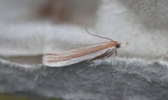Sandhill Knot-horn (Anerastia lotella)