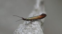 Kløversekkmøll (Coleophora deauratella)