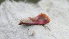 Gold-fringed Conch (Cochylis flaviciliana)