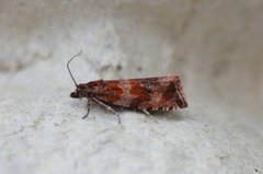 Thyme Marble (Celypha cespitana)