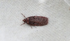 Sallow Flat-body (Agonopterix conterminella)