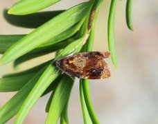 Barlindvikler (Ditula angustiorana)