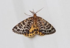 Spotted Beauty (Arichanna melanaria)