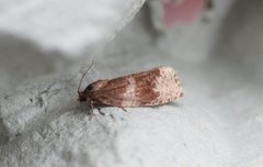 Great Marble (Pseudosciaphila branderiana)