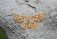 Small Yellow Wave (Hydrelia flammeolaria)