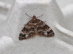 Barred Carpet (Martania taeniata)