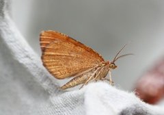 Rannoch Looper (Macaria brunneata)