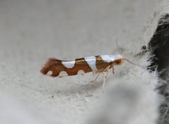 Gold-ribbon Argent (Argyresthia brockeella)