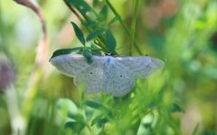 Lesser Cream Wave (Scopula immutata)