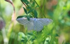 Sumpurtemåler (Scopula immutata)