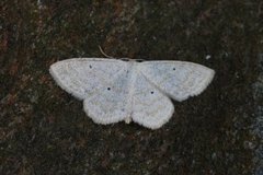 Lesser Cream Wave (Scopula immutata)