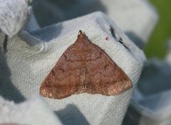 Skogviftefly (Zanclognatha lunalis)