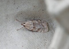 Engmosemott (Scoparia subfusca)