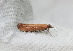 Variable Smudge (Ypsolopha ustella)