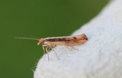 Variable Smudge (Ypsolopha ustella)