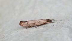 Variable Smudge (Ypsolopha ustella)
