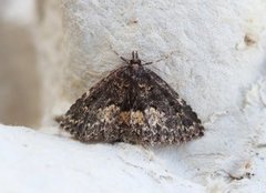 Waved Black (Parascotia fuliginaria)