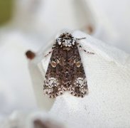 The Coronet (Craniophora ligustri)