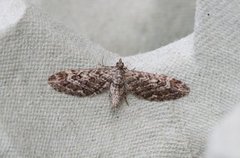 Lyngdvergmåler (Eupithecia nanata)