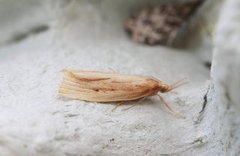 Wainscot Veneer (Chilo phragmitella)