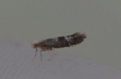Oak-bark Argent (Argyresthia glaucinella)