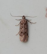Apple Groundling (Gelechia rhombella)