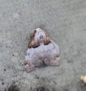 Båndduskfly (Nola cucullatella)