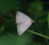 Dotted Fan-foot (Macrochilo cribrumalis)